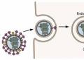 Influenza viruses and influenza Viral genetic material